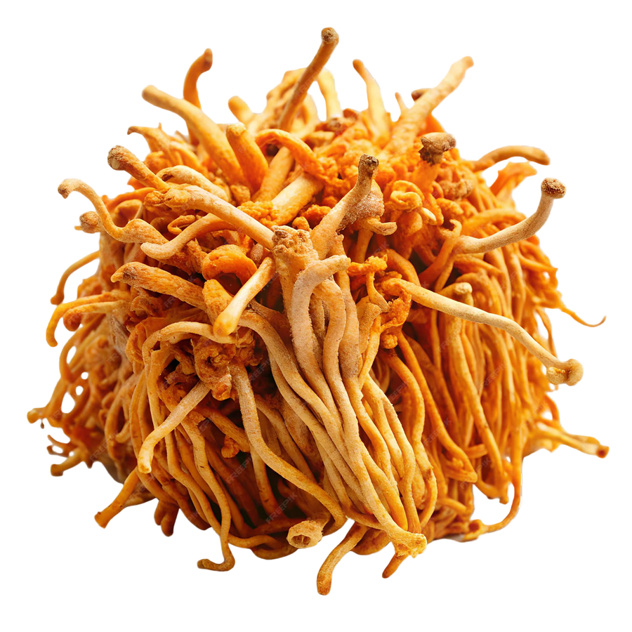 Cordyceps (Extract 10:1)